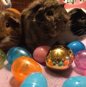 Meet your Posher, Faith